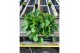 Peperomia albovittata rana verde must have 