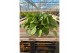 Peperomia albovittata rana verde must have 