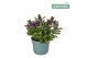 Hebe vinoa purple Hebe Addenda Vinoa® - Purple 