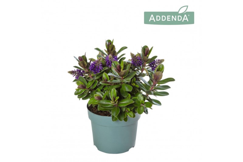 Hebe vinoa purple Hebe Addenda Vinoa® - Purple 