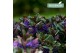 Hebe vinoa purple Hebe Addenda Vinoa® - Purple 