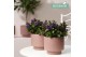 Hebe vinoa purple Hebe Addenda Vinoa® - Purple 