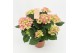 Hydrangea macr. early rosa Hydrangea pink 5/6 flowers 5 bl. 