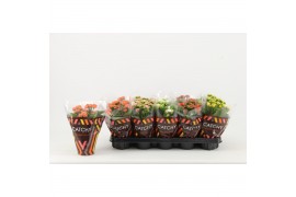 Kalanchoe blossfeldiana gevuld mix Catchy Season Mix