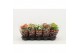 Kalanchoe blossfeldiana gevuld mix Catchy Season Mix 