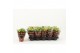 Kalanchoe rosalina amarillo yellow Catchy Season geel 