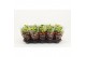 Kalanchoe rosalina amarillo yellow Catchy Season geel 
