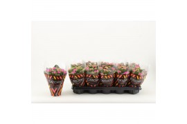 Kalanchoe rosalina don geraldo Catchy Season paars