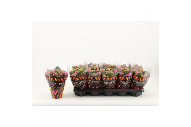 Kalanchoe rosalina don geraldo Catchy Season paars 