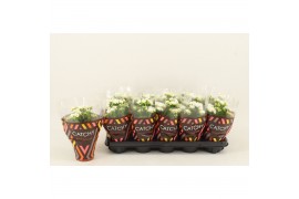 Kalanchoe calandiva whites Catchy Season White