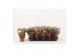 Kalanchoe rosalina don nando Catchy Season roze 