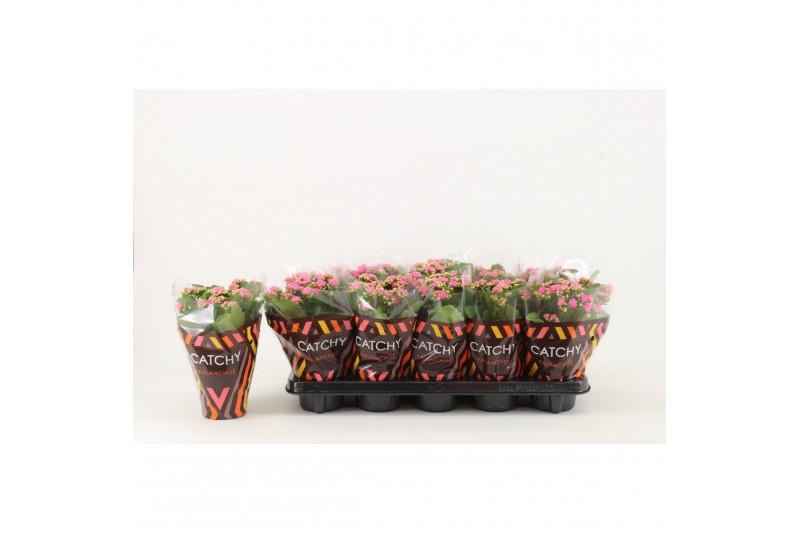 Kalanchoe rosalina don nando Catchy Season roze 