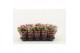 Kalanchoe rosalina don nando Catchy Season roze 