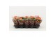 Kalanchoe perfecta orange Catchy Season oranje 