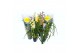 Cymbidium mix 2-3 tak kleuren mix 