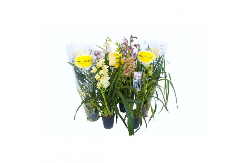 Cymbidium mix 2-3 tak kleuren mix 