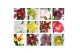 Cymbidium mix 2-3 tak kleuren mix 