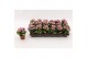 Kalanchoe calandiva zeta Kalanchoe Double Pink, without sleeve 1 pp 