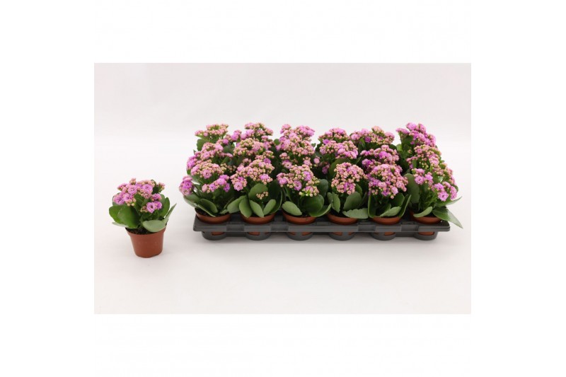 Kalanchoe calandiva zeta Kalanchoe Double Pink, without sleeve 1 pp 
