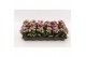 Kalanchoe calandiva zeta Kalanchoe Double Pink, without sleeve 1 pp 