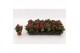 Kalanchoe blossfeldiana garbo lilac Kalanchoe Double Purple, without s 