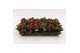 Kalanchoe blossfeldiana garbo lilac Kalanchoe Double Purple, without s 