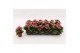 Kalanchoe calandiva weaver Kalanchoe Double Sylca, without sleeve 1 pp 