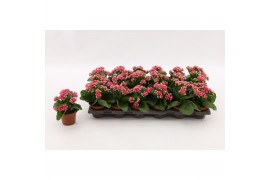 Kalanchoe calandiva weaver Kalanchoe Double Sylca, without sleeve 1 pp