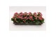 Kalanchoe calandiva weaver Kalanchoe Double Sylca, without sleeve 1 pp 