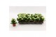 Kalanchoe calandiva whites Kalanchoe Double White, without sleeve 1 pp 