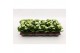 Kalanchoe calandiva whites Kalanchoe Double White, without sleeve 1 pp 
