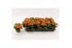 Kalanchoe calandiva hawn Kalanchoe Double Orange, without sleeve 1 pp 