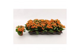 Kalanchoe calandiva hawn Kalanchoe Double Orange, without sleeve 1 pp