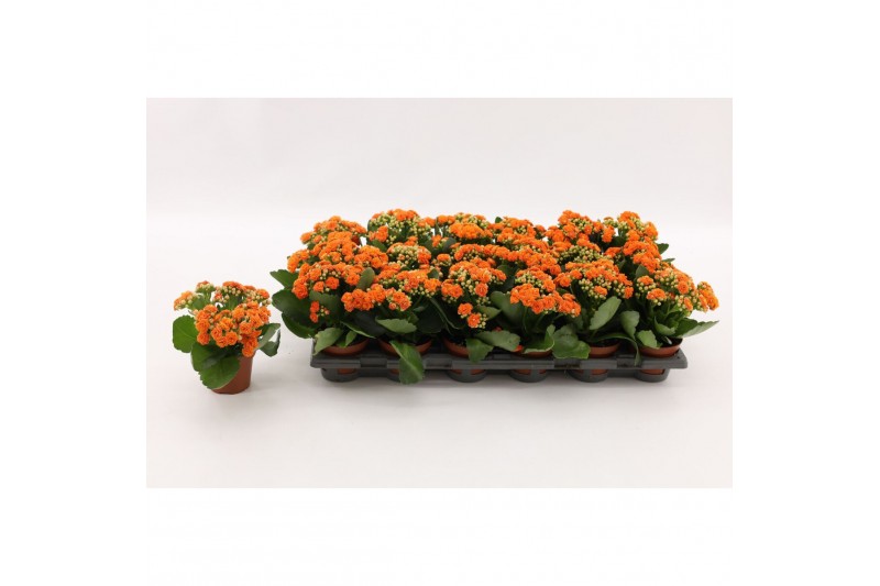 Kalanchoe calandiva hawn Kalanchoe Double Orange, without sleeve 1 pp 
