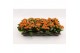 Kalanchoe calandiva hawn Kalanchoe Double Orange, without sleeve 1 pp 