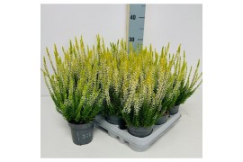 Calluna vulg. beauty ladies mix Geel - 10cm Diameter