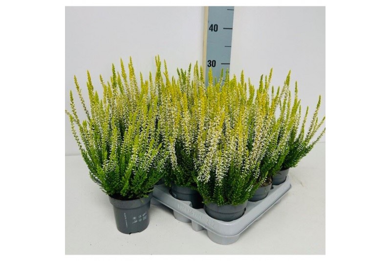 Calluna vulg. beauty ladies mix Geel - 10cm Diameter 