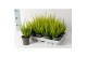 Calluna vulg. beauty ladies mix Geel - 10cm Diameter 