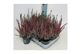 Calluna vulg. beauty ladies mix Lila - 10cm Diameter