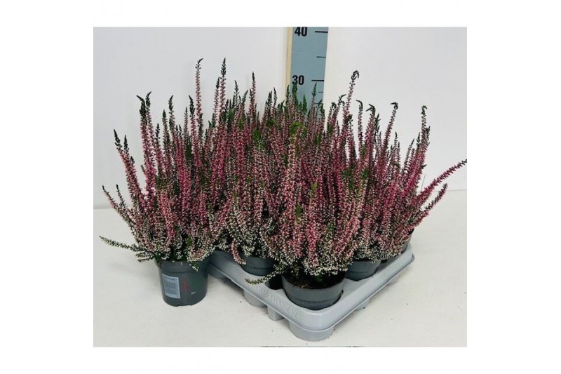 Calluna vulg. beauty ladies mix Lila - 10cm Diameter 