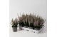 Calluna vulg. beauty ladies mix Lila - 10cm Diameter 