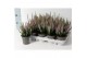 Calluna vulg. beauty ladies mix Lila - 10cm Diameter 