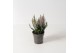 Calluna vulg. beauty ladies mix Lila - 10cm Diameter 