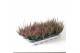 Calluna vulg. beauty ladies mix Rood - 10cm Diameter 