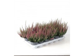 Calluna vulg. beauty ladies mix Rood - 10cm Diameter