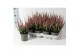 Calluna vulg. beauty ladies mix Rood - 10cm Diameter 