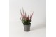 Calluna vulg. beauty ladies mix Rood - 10cm Diameter 
