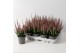 Calluna vulg. beauty ladies mix Rood - 10cm Diameter 