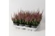 Calluna vulg. beauty ladies mix Rood - 10cm Diameter 