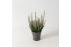 Calluna vulg. beauty ladies mix Roze - 10cm Diameter 
